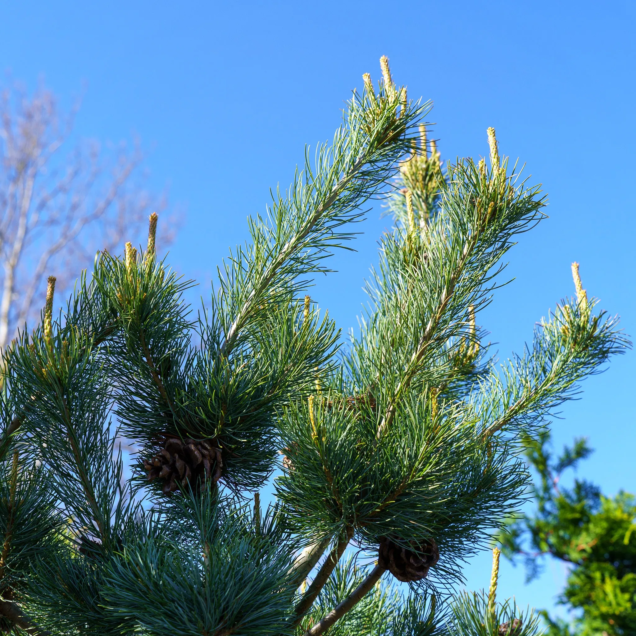 Blue Wave Japanese White Pine