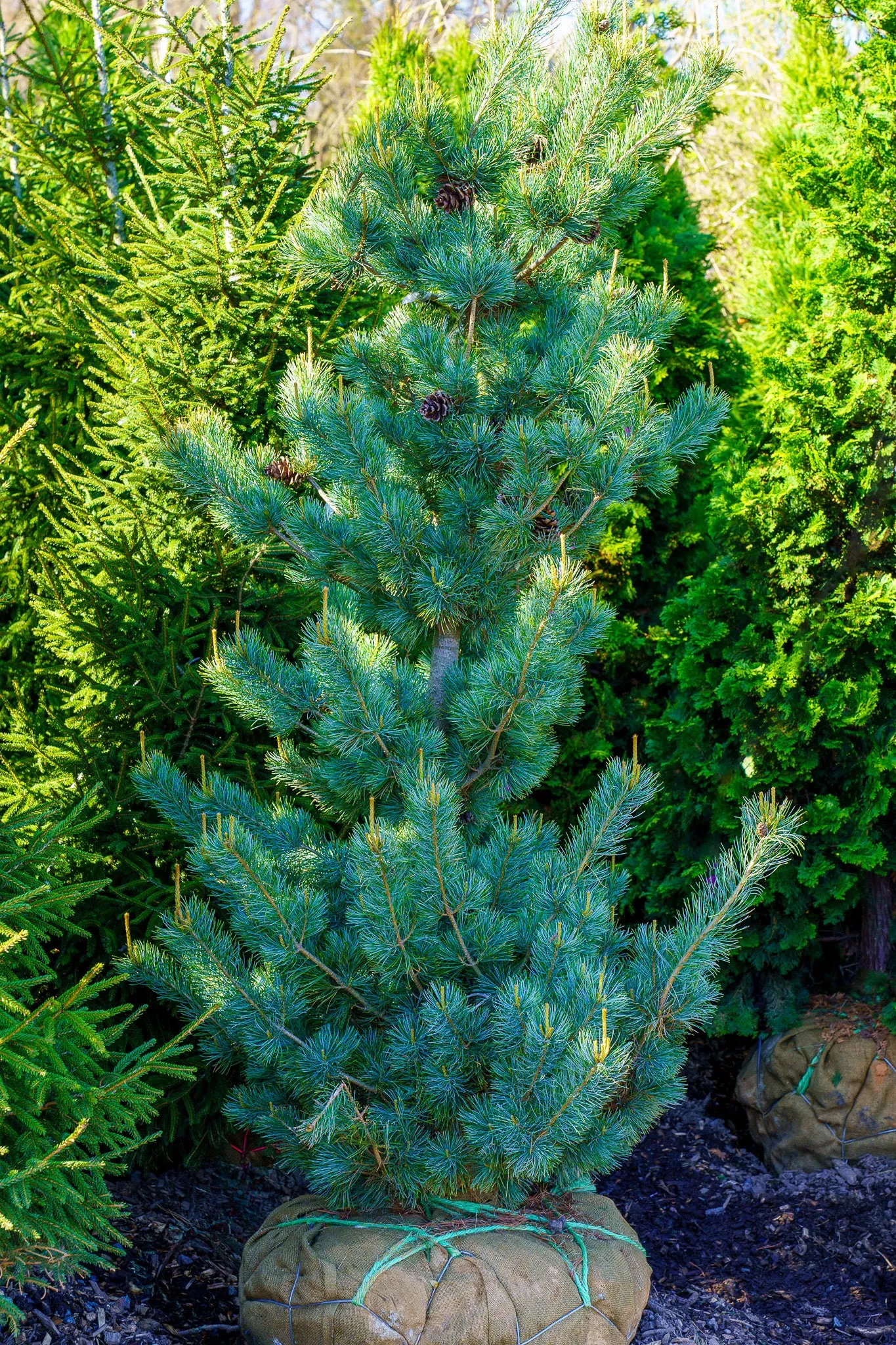 Blue Wave Japanese White Pine