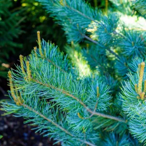 Blue Wave Japanese White Pine