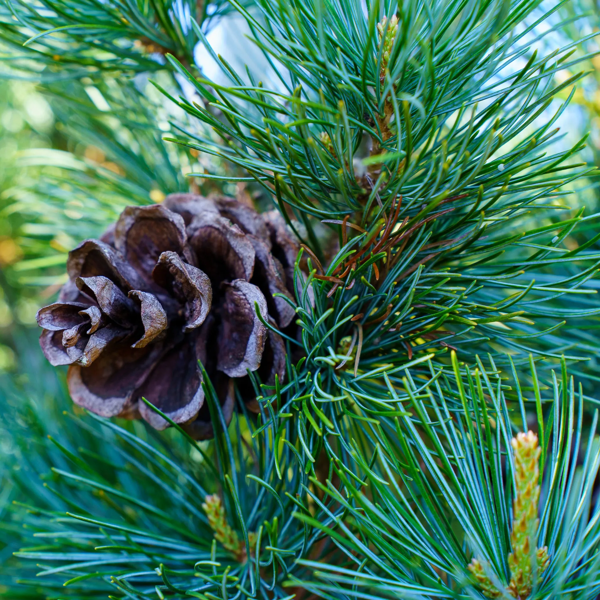 Blue Wave Japanese White Pine