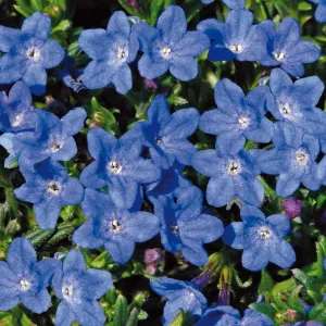 Lithodora 'Grace Ward'