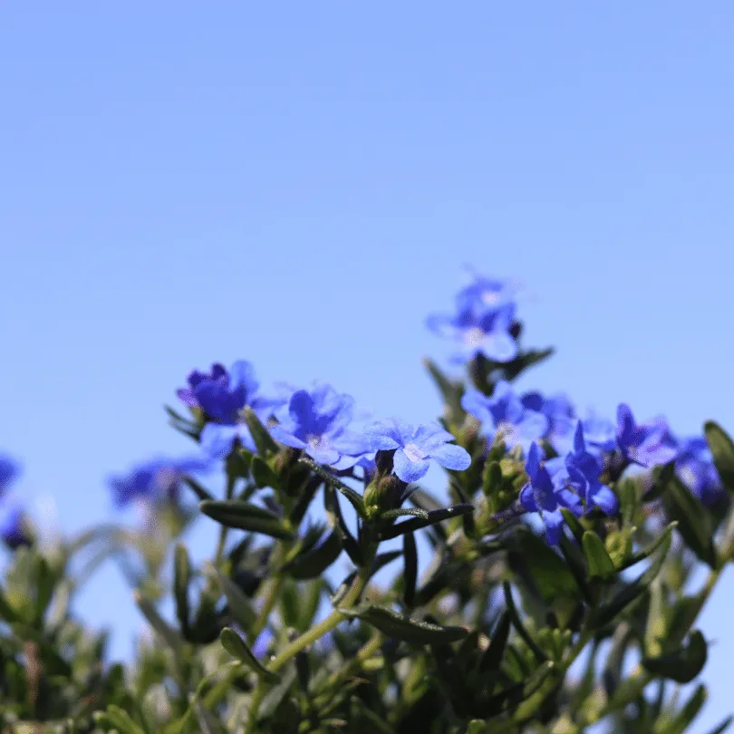 Lithodora 'Grace Ward'