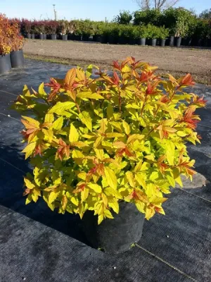 Spirea - Goldflame - 2 Gallon